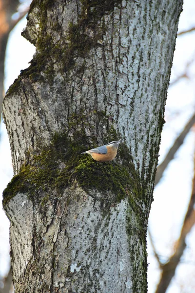 Uccello Nuthatch Sitta Europaea Seduta Sul Tronco Tiglio Piedi Del — Foto Stock