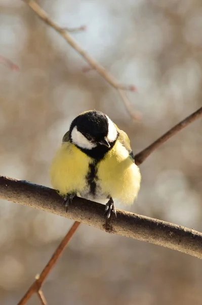 Close Vista Frontal Titmouse Amarelo Parus Major Sentado Ramo Uma — Fotografia de Stock