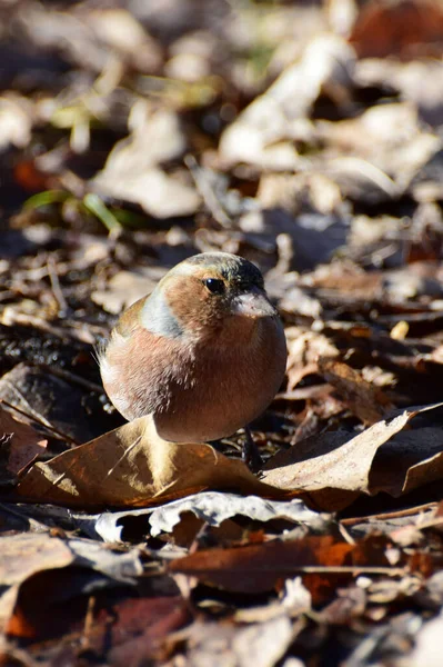 Close Chaffinch Fringilla Coelebs Colorful Color Resting Brown Leaves Foothills — Stock Photo, Image