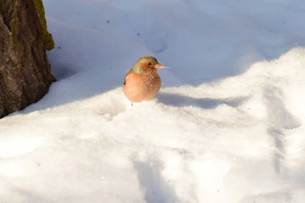 Vista Frontal Cerca Del Pinzón Fringilla Coelebs Sentado Nieve Las — Foto de Stock