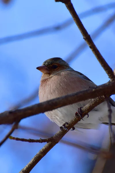 Gros Plan Pinson Pinson Fringilla Coelebs Coloration Multicolore Assis Sur — Photo