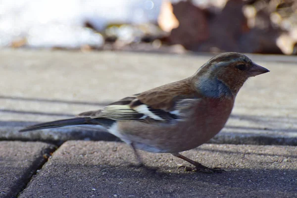 Primer Plano Pinzón Primavera Pájaro Que Corre Fringilla Coelebs Una — Foto de Stock