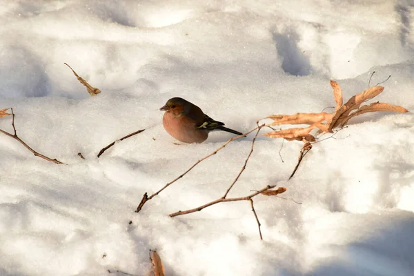 Χειμερινό Πουλί Σπίνος Fringilla Coelebs Πολύχρωμα Και Πολύχρωμα Φτέρωμα Κάθεται — Φωτογραφία Αρχείου