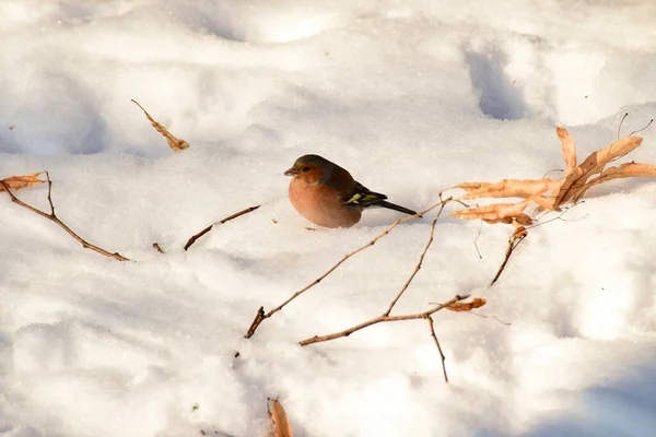 Pinzón Invierno Fringilla Coelebs Con Plumaje Colorido Colorido Sentado Nieve — Foto de Stock