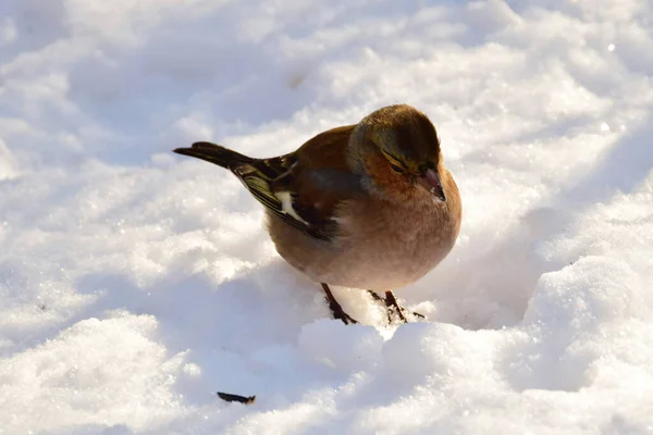 Pinzón Ave Fringilla Coelebs Sentado Nieve Invierno Las Estribaciones Del — Foto de Stock