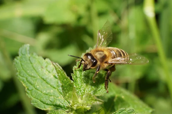 Arılara yakın çekim: Apis mellifera yeşil bir yaprak üzerinde Kafkasya Dağı 'nda yeşil bir yaprak üzerinde dinleniyor.