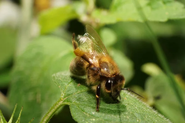 Крупный План Коричневой Пушистой Пчелы Apis Mellifera Зеленом Листе Покоится — стоковое фото