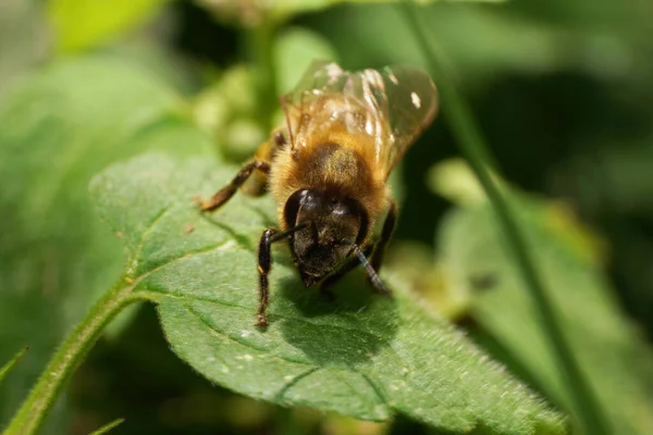 Macro Uma Abelha Marrom Peluda Apis Mellifera Uma Folha Verde — Fotografia de Stock