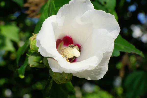 Close Grijze Bij Andrena Ventralis Witte Hibiscus Bloem Hibiscus Syriacus — Stockfoto