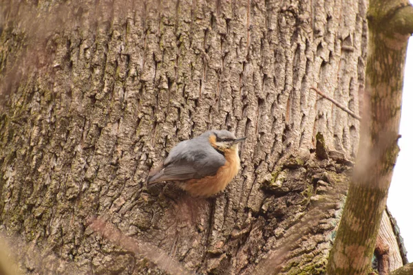 Close-up of the spring fluffy bird nuthatch Sitta europaea sits in the spring on a tree trunk in the forest in the foothills of the North Caucasus