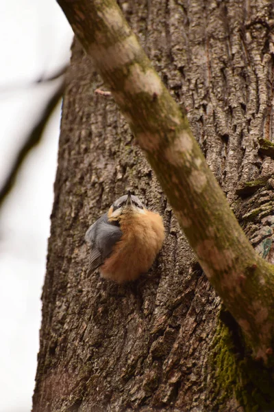 Bruine Vogel Kaukasische Naaktslak Sitta Europaea Rustend Een Lindeboomstam Het — Stockfoto