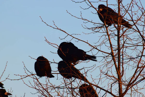 春はコーカサス山脈の麓で日の出時に黒い羽のピンクの流出を持つCorvus Frugegilusを見ます — ストック写真