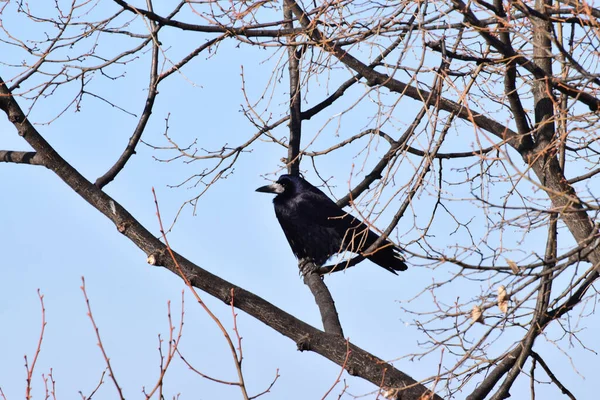 Close Torre Preta Corvus Frugilegus Sentado Ramo Início Manhã Contra — Fotografia de Stock