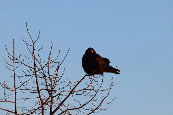 Wiosna Czarny Ptak Wieża Corvus Frugilegus Różowym Piórkiem Kropla Przy — Zdjęcie stockowe