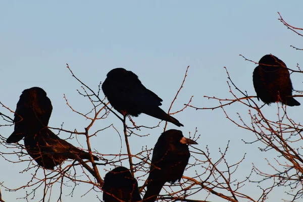 봄검은 코카서스의 지대에 하늘을 배경으로 나뭇가지에 분홍색 깃털이 오르는 Corvus — 스톡 사진