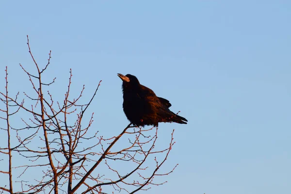 Torre Pássaro Primavera Corvus Frugilegus Com Fluxo Rosa Penas Pretas — Fotografia de Stock