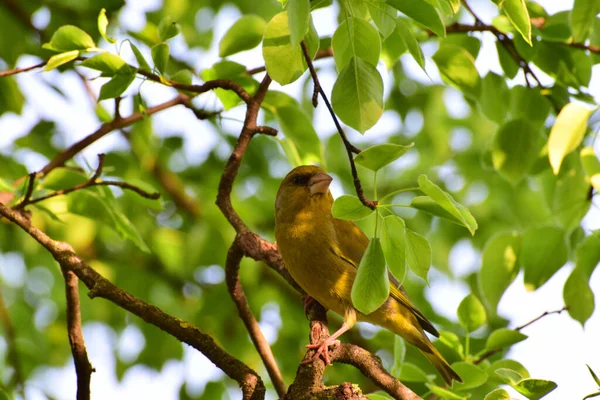 Genç ötleğen kuşu Greenfinch Chloris Chloris Kuzey Kafkasya 'nın dağ eteklerindeki bir ağacın yapraklarında oturur.                              