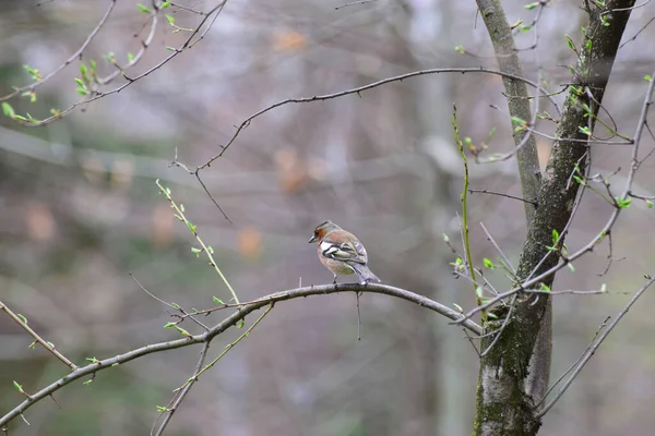 Little Multi Colored Brown Bird Caucasian Finch Fringilla Coelebs Resting — Stock Photo, Image