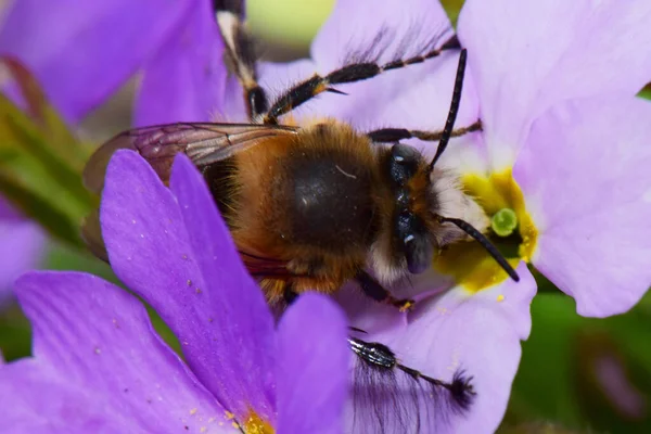 Kuzey Kafkasya 'nın eteklerindeki Primula denticulata adlı pembe bir çiçekte bahar aylarında polen ve nektar toplayan kahverengi ve tüylü bir bahar arısının makroskobu.                               