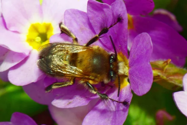 Kuzey Kafkasya 'nın eteklerindeki Primula denticulata adlı pembe bir çiçekte bahar aylarında polen ve nektar toplayan tüylü ve kahverengi bir arı tüyü.                               