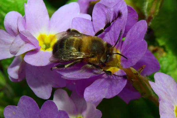 Genç ve tüylü bir arı olan Anthophora plumipes, Kuzey Kafkasya 'nın eteklerindeki Primula denticulata adlı pembe ve mor çiçekte bahar aylarında polen ve nektar toplar.                               