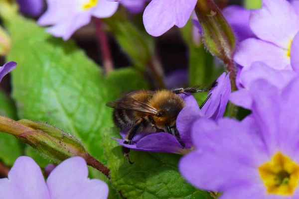  Pembe-mor çiçek Primula denticulata 'da bahar aylarında Kuzey Kafkasya eteklerinde polen ve nektar toplayan tüylü ve kahverengi Kafkas arıları.                             