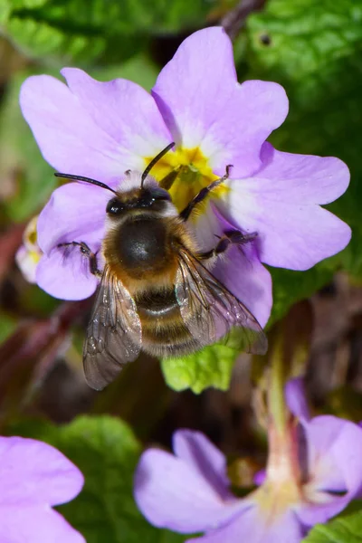  Kuzey Kafkasya 'nın eteklerindeki Primula denticulata adlı pembe bir çiçekte bahar aylarında polen ve nektar toplayan tüylü, beyaz kahverengi arı Anthophora' nın makro 'su.                              