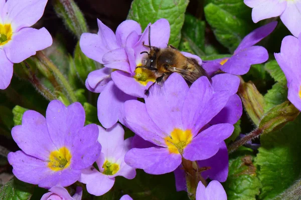  Bahar aylarında Kuzey Kafkasya 'nın eteklerindeki Primula denticulata' nın pembe mor çiçeklerinde polen ve nektar toplayan tüylü arılar.                             