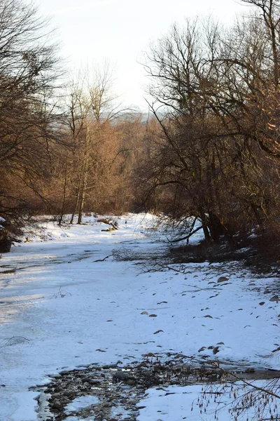 Зимняя Река Деревьями Снегом Ветвях Вечером Предгорьях Кавказа — стоковое фото