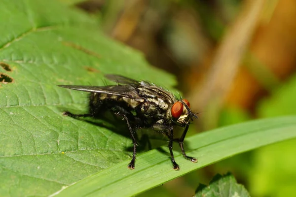 Macro Gris Mosca Silvestre Sarcophaga Carnaria Con Patas Alas Grandes — Foto de Stock