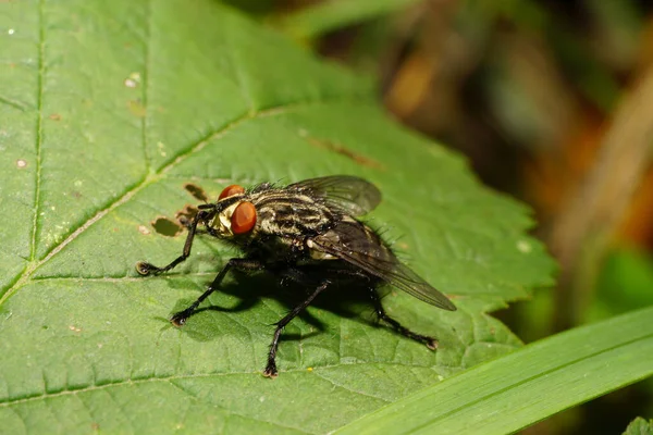 Close Mosca Selvagem Cinza Sarcophaga Carnaria Com Patas Asas Grandes — Fotografia de Stock