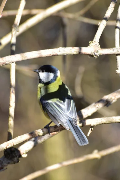 Bird Tit Parus Major Yellow Color Side View Resting Sitting — Stock Photo, Image