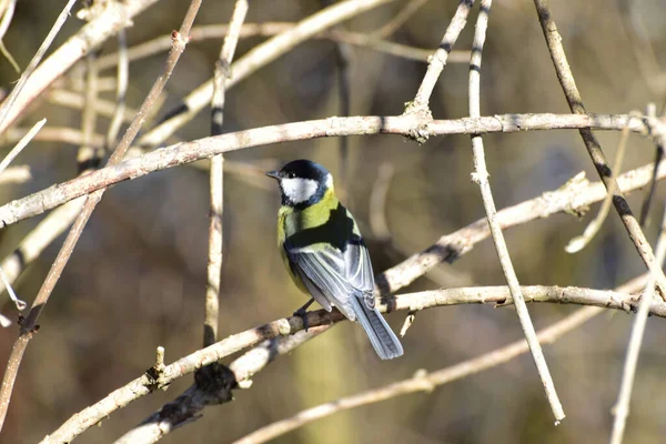 Bird Tit Parus Major Yellow Side View Sitting Branch Foothills — Stockfoto