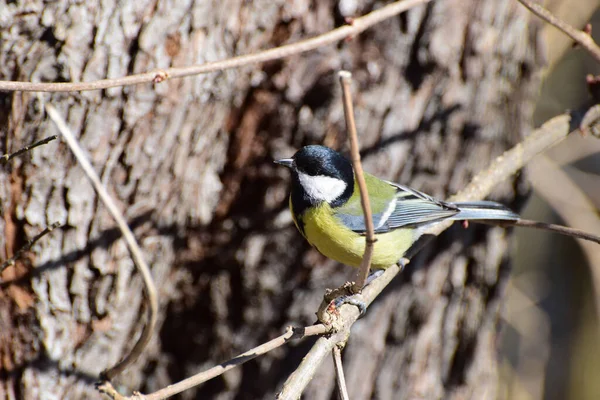 Bird Tit Parus Major Yellow Resting Sitting Tree Branch Foothill — Stock Photo, Image