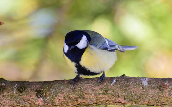 Close Bird Tits Parus Major Yellow Black Plumage Resting Tree — Stockfoto