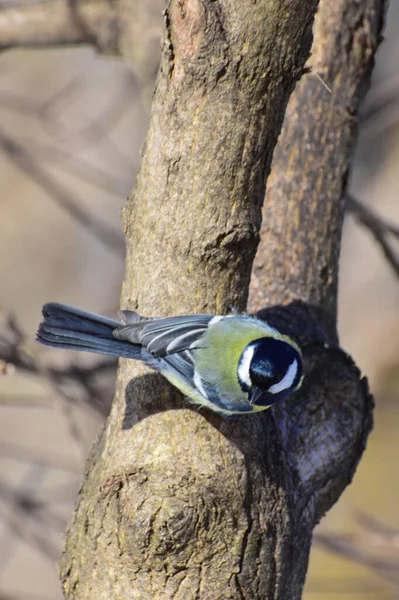 Titus Parus Major Gelb Ruht Und Sitzt Auf Einem Baumstamm — Stockfoto