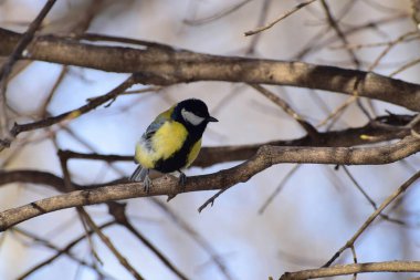 Bird tit Parus major of yellow color and a black tie sits on the branches of a tree in winter in the foothills of the Caucasus                               
