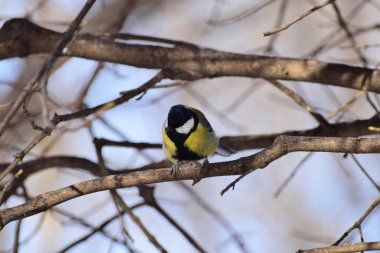 Bird tit Parus major yellow and a black tie resting on the branches of a tree in winter in the foothills of the Caucasus                               