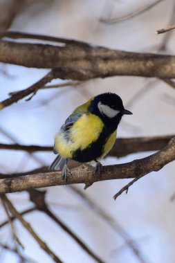 Bird tit Parus major of yellow color sits on the branches of a tree in winter in the foothills of the Caucasu