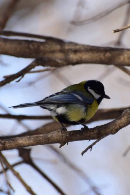 Kuş titus Parus major Kafkasya 'nın eteklerinde kışın dallara oturur.                               