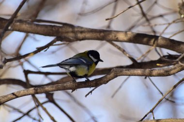 Bird tit Parus major sits on the branches of a tree in winter in the foothills of the Caucasus                              