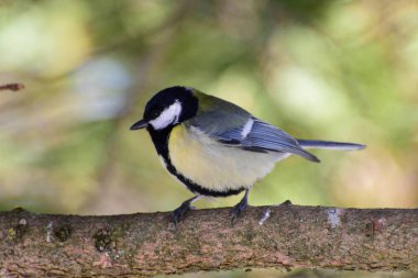 Close-up of a yellow tit Parus major with a resting on the trunk of a tree in the foothills of the Caucasus                               