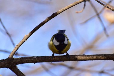  Bird tit Parus major yellow front view sitting on a branch in the foothills of the Caucasus                              