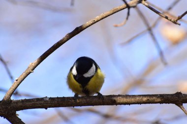 Titus Parus Kafkasya 'nın eteklerindeki bir ağacın dalında oturan sarı rengin büyük ön görüntüsü.