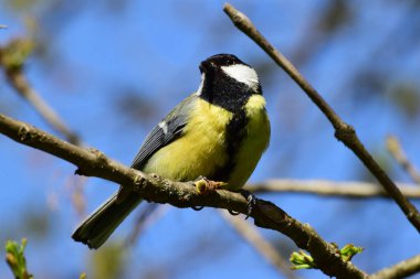 Young spring and yellow tit Parus major with a yellow caterpillar rests on a cherry plum branch in the foothill park of the North Caucasus                               