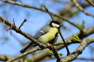 Close-up side view of a spring tit Parus major with a black tie on a cherry plum branch in the foothill park of the North Caucasus                              