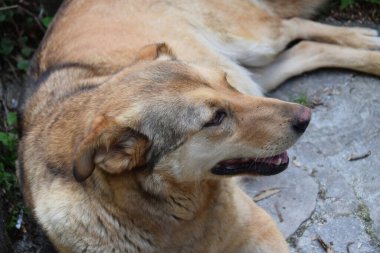  Kafkasya dağlarında yaz aylarında dinlenen, dinlenen kahverengi ve tüylü beyaz bir çoban köpeğinin portresi.                              