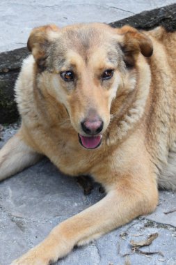 Kafkasya Dağları 'ndaki merdivenlerde dinlenen kahverengi yünlü, dinlenmiş genç ve tüylü bir Kafkas çobanı portresi.                               