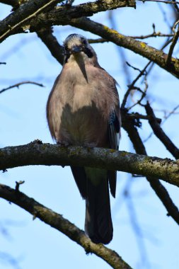 Kuzey Kafkasya 'nın eteklerindeki bir akçaağaç dalında oturan mavi kanatlı Jar Garrulus glandarius' un yakın çekimi.