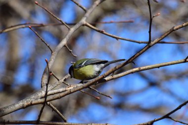 Spring yellow-black tit Parus major sits in the branches of a tree in the foothills of the Caucasus                               